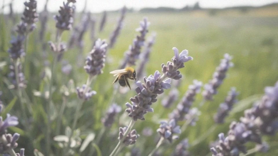 Co jedzą trzmiele? Kluczowe źródła pokarmu dla tych owadów