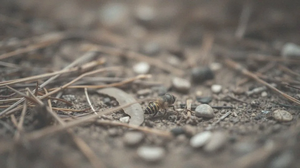 Jaki owad zostawia żądło? Pszczoły, osy i ich różnice